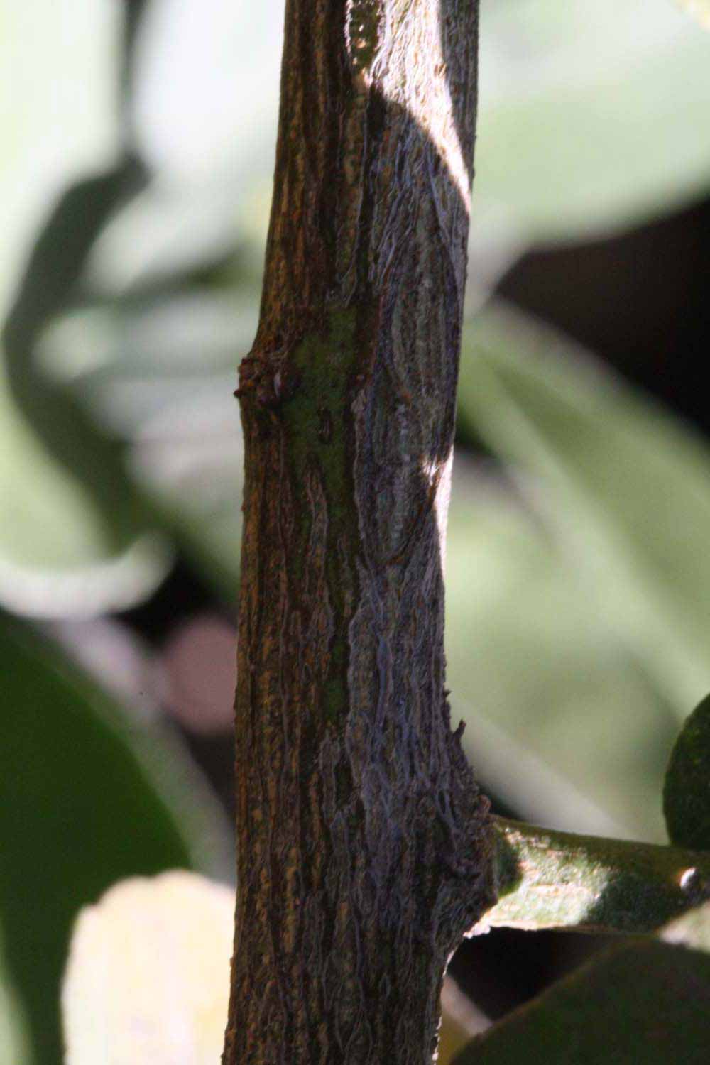              Second - third year twig (Riverside,   CA)       